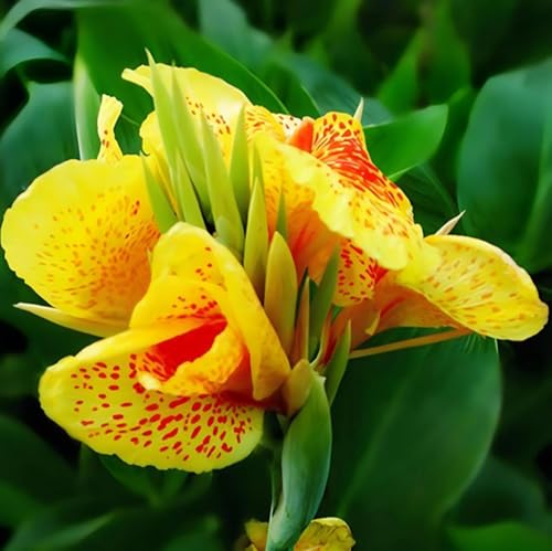 10PCS Canna Lily Orange Bloom Seeds Stutgart Canna Flower Seeds