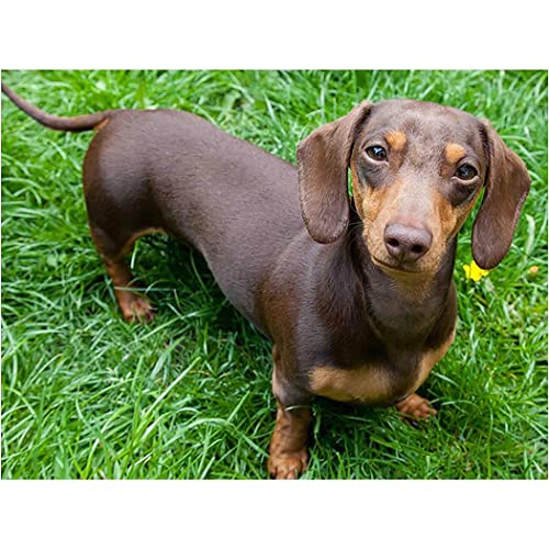NPRZM Diamond Painting Dachshund Dog Round Rhinestone Art Adult by Number Painting Craft Kit Gift Home Decor 30x40CM