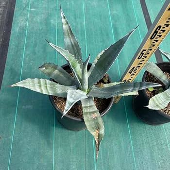 引き取り限定 覆輪リュウゼツラン アガベ 約1.9m 青緑色 引き取り限定