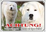 Petsigns Hundeschild 2 Maremmen-Abruzzen-Schäferhunde - Warnschild Maremmano aus Metall - uv beständig, DIN A4