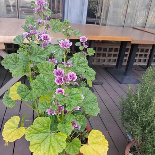 semillas de malva, semillas jardín rocas exterior cortadas invernaderos balcón 100pcs