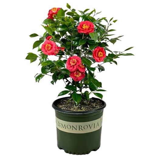 April Tryst Camellia - Fragrant Blooms