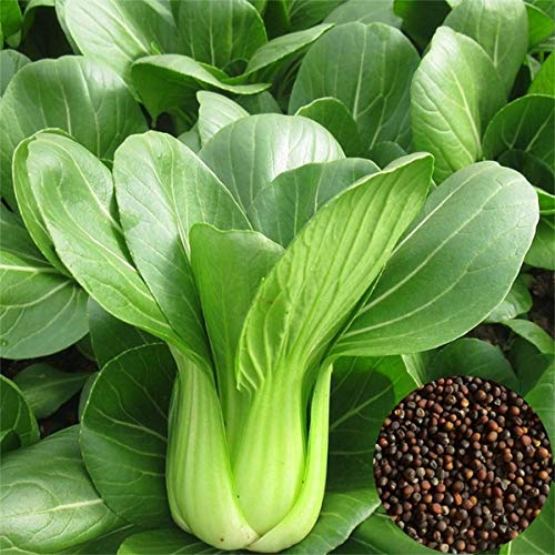 PlantaZee Nurseryserve Organic Desi Pak Choy Vegetable Seeds - (35 Seeds) (B08G1NJ2L1) Amazon Price History, Amazon Price Tracker