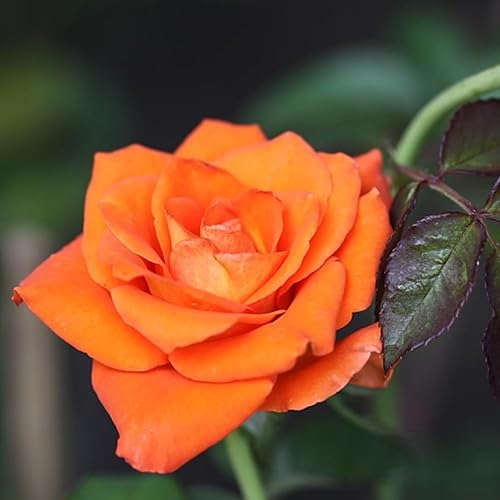 Miniatura 6 de Rose Bush - Planta viva, planta híbrida de rosa de té, 5-9 pulgadas de alto, árbol de flores fragantes, bien enraizado 1 año de edad, sin maceta