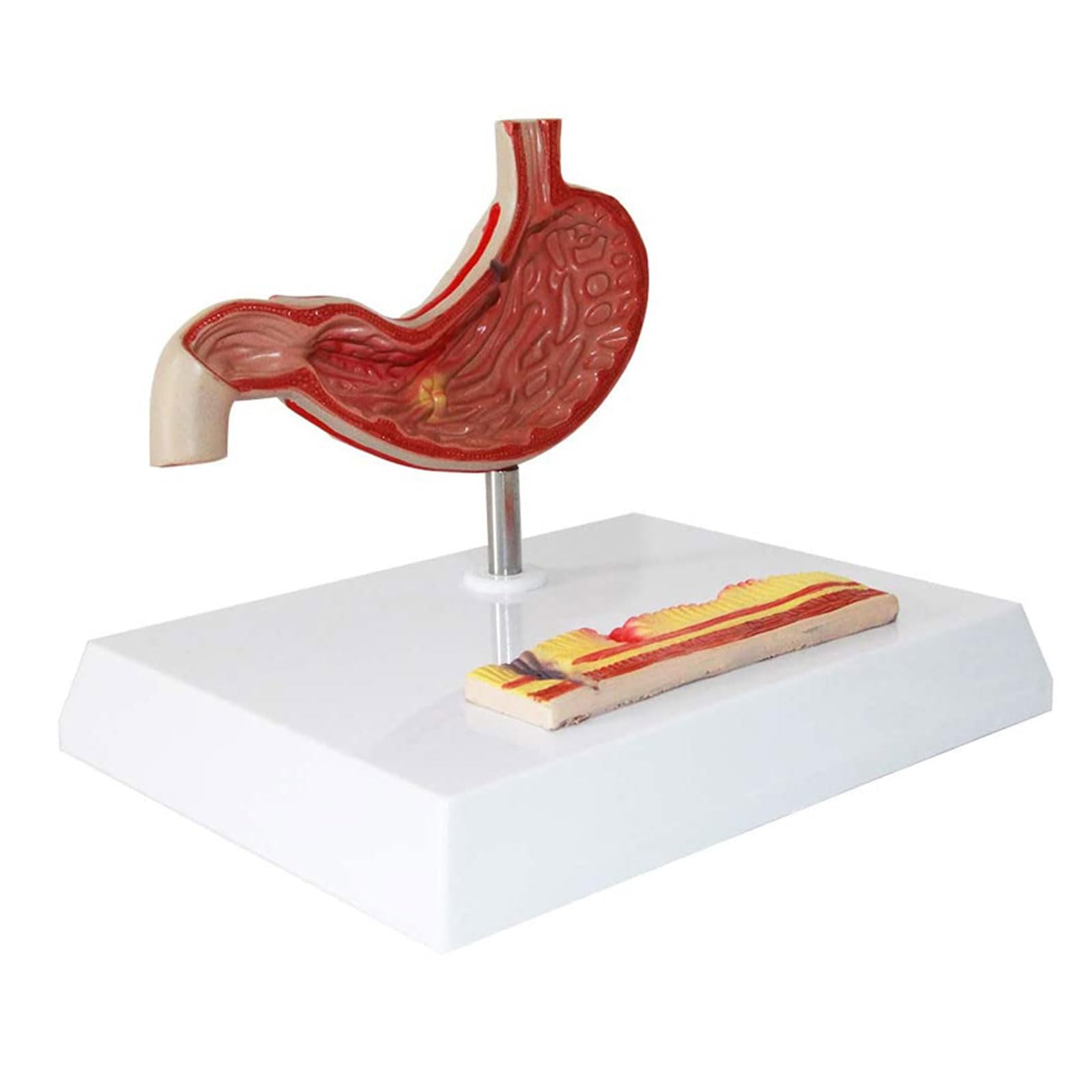 Modele Anatomiczne Model Żołądka Człowieka Model Anatomii Żołądka Materiały Dydaktyczne Do Nauki Medycyny Dla Lekarzy Narzędzie Edukacyjne 18 Cm/7" Narzędzia Do,