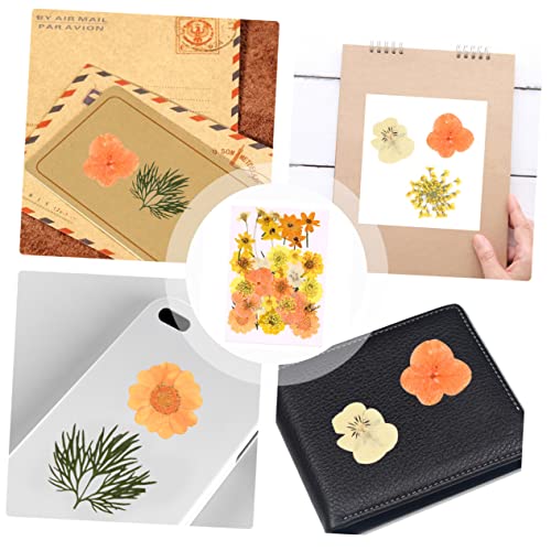 Flores naturales secas naranja, 40 piezas para decoración miniatura 5