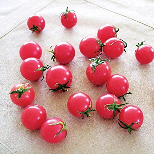 TOMATO　おまとめ商品 Amazon.com : Sweet Treats Hybrid Cherry Tomato Seeds (300
