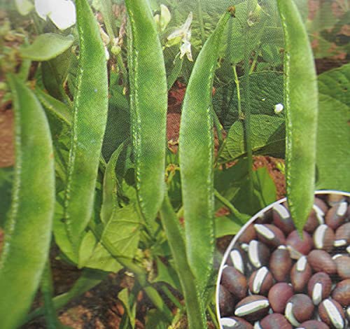 Golden Hills Farm hybrid Chikkudu, Adavichikkudu, Alsanda Seeds - Dolichos Beans 50+ seeds (B096SWVN9X) Amazon Price History, Amazon Price Tracker