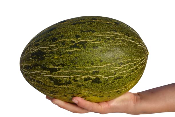 Semillas Fruta Melón Variedad Piel de Sapo Forma Ovalada de Fácil Cultivo
