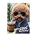 The Avanti Funny Birthday Card For Men/Women From The Avanti Range - Dog Wearing Sunglasses, Coffee, Shadows, Cold - Greeting Card For Him/Her (GBCC- AVEDH0017
