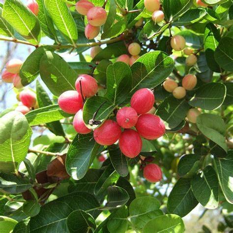 Mphmi Live Plant Nursery NCR Plant Karonda plant Carissa Carandas - Fruit Plants & Tree plants (B0C33NBYPL) Amazon Price History, Amazon Price Tracker
