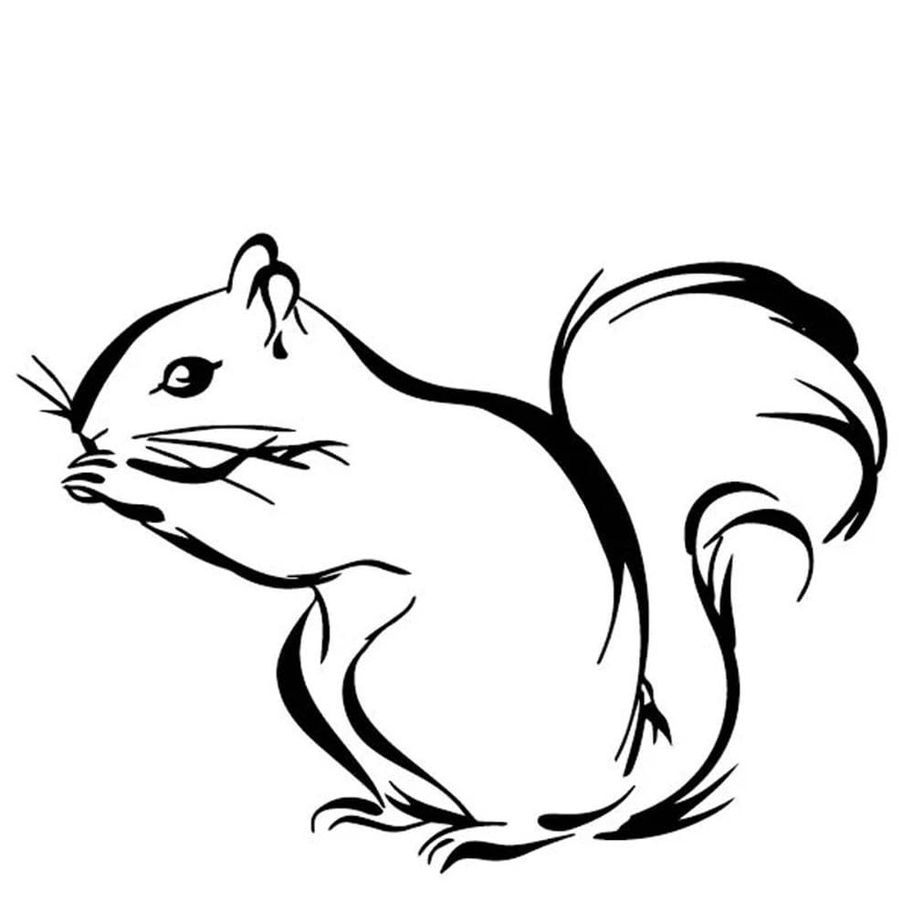 Squirrel Silhouette Vinyl Sticker Waterproof Decal for Car SUV Truck Window Bumper Decor(Black)