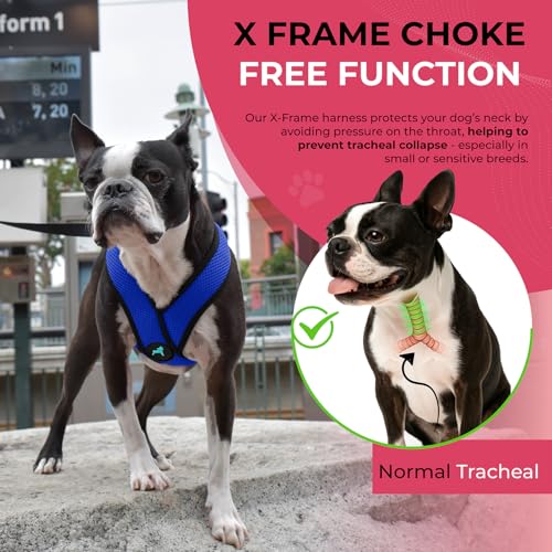 Image of Gooby Comfort X Head-in Dog Harness, Choke-Free, Blue, Small