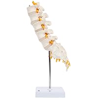 Vista 7 de Axis Scientific Modelo de anatomía de la columna lumbar con sacro y nervios espinales, réplica didáctica demuestra sección lumbosacra con nervios