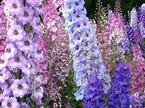 300 Seeds - LARKSPUR Riesen Rocket-MIX, Delphinium Consolida Blumensamen : Seeds Only