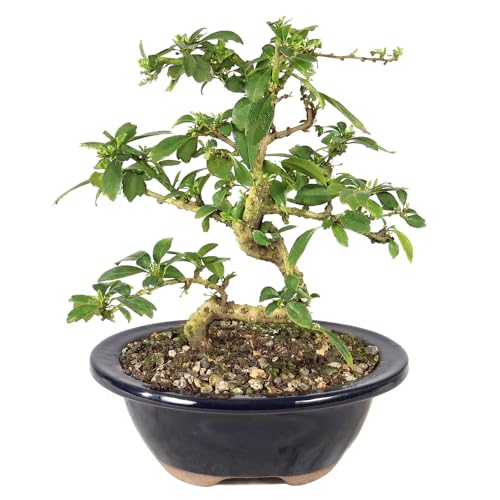 Brussel's Bonsai Live Fukien Tea Bonsai Tree - Small, 6 Year, 6 to 8 inches Tall - Indoor Bonsai...