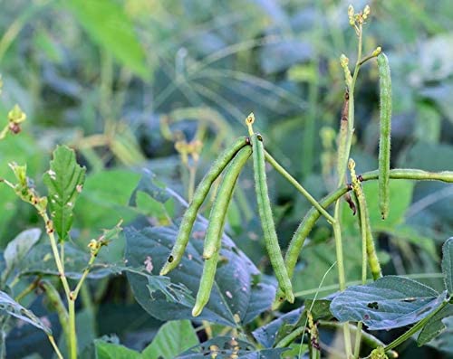 Vista 8 de Food to Live - Frijoles mungos secos (Kosher, Granel)