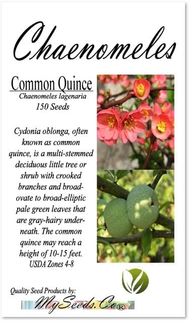 Miniatura 4 de Chaenomeles lagenaria (membrillo común), flores rosas, rojas y blancas, fruta dura, amarilla y fragante, elige la cantidad (1 unidad)