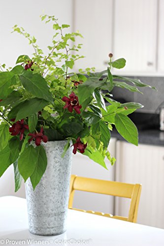 Aphrodite Sweetshrub (Calycanthus) Live Shrub, Red Flowers, 4.5 In. Quart #TOP6