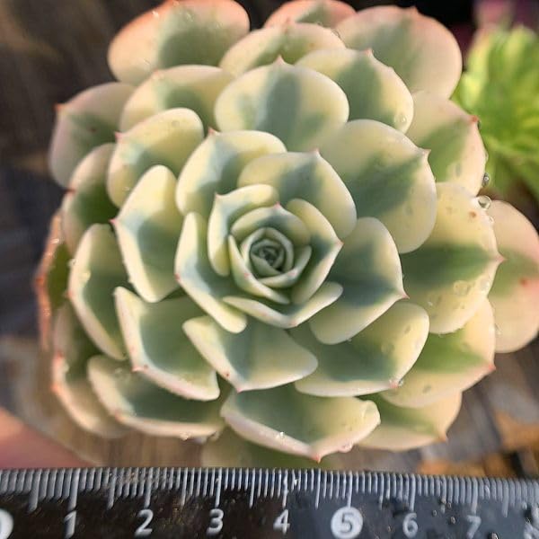 50多肉植物ルノーディーン 50苗4-6CM ルノーディーン – 多肉植物の通販・販売サイト tawawa