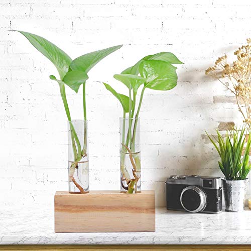 KIMISS Vase de Plantes à Tube à Essai en Verre Hydroponique avec Rack en Bois - Terrarium élégant pour Décoration Intérieure Intérieure, pour Les...