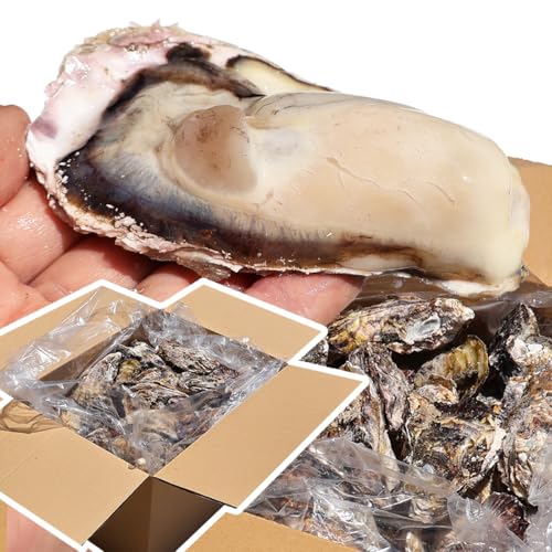 VIVID LIFE y Ⓚ Hp 12kg 72?144 kt Ⓚ y ỷy  a JL {錧 O CN hg Yn