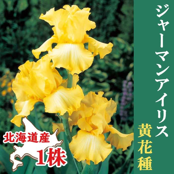 Amazon.co.jp: ジャーマンアイリス 球根 【 黄 花種 】1株 北海道産