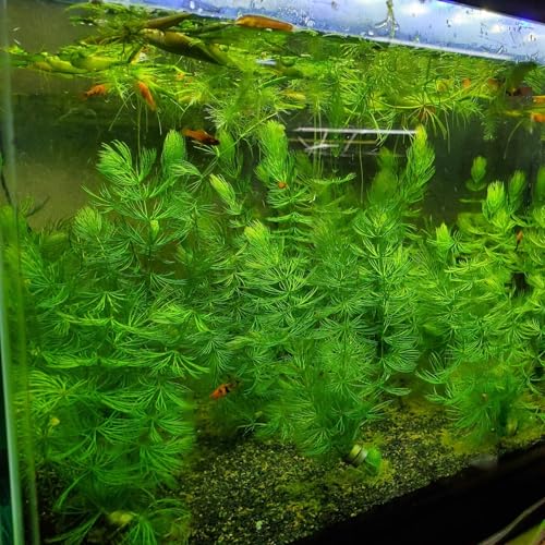 Aquatic Discounts Alternanthera + Hornwort - 2 Types Of Easy/Beginner Live Aquarium Plants thumb #2