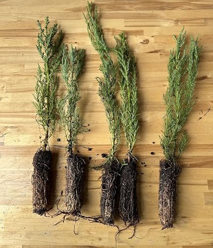 5 Live Giant Sequoia Tree Sapling (Approx. 1-1.5 Tall)- Natures Giant in Your Backyard