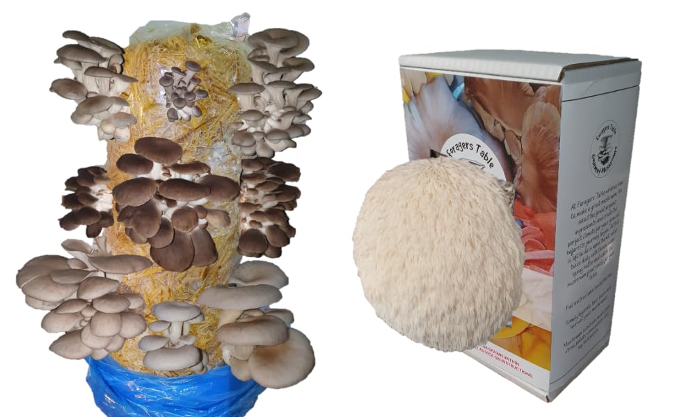 Foragers Table Gourmet Mushroom Growing Kit Bundle Containing Lions Mane Grow Kit + hobbyist & Beginners Oyster Mushroom Grow Log Kit Code to Claim fresh Spawn When Ready 2-in-1 Bundle Garden Gift