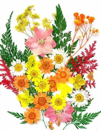 Flores Presionadas Secas Reales para Manualidades 3.9X4.9 Inch