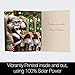 Tree-Free Greetings - Season's Greeting Cards - Artful Designs - 12 Cards + White Envelopes - Made in USA - 100% Recycled Paper - 4 x 6 - Cat Nap Santa (FS93513)