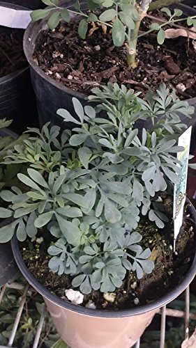 Common Rue Herb of Grace (Ruta Graveolens) Ruda 1 Live Plant