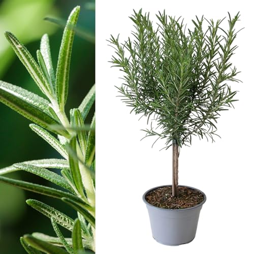 Carbeth Plants Rosemary Lollipop Tree in 14cm Pot