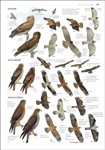 Guida Agli Uccelli D'europa, Nord Africa E Vicino Oriente. Ediz. A Colori - 5