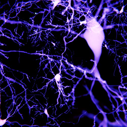 Alternative Pizza Club