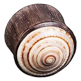 caracol en vivo novelas el señor de los cielos 1 Piezas Enchufe de Silla de Montar de Sono Madera y Auténtico Sonnenuhrschnecke