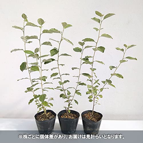 Amazon.co.jp: グミ：シマグミ3～3.5号ポット[銀色の葉が美しい 鑑賞樹