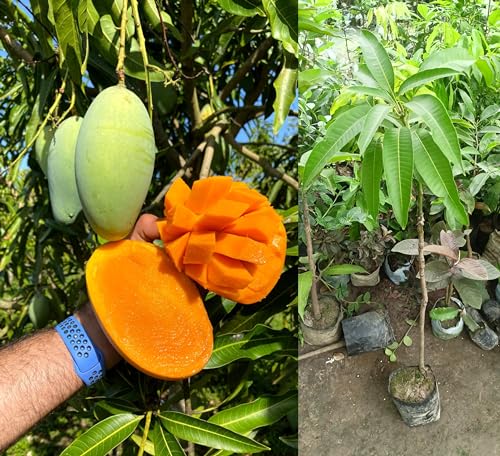 Image of Mallika Mango Plant Grafted Fruit After 1-2 Years Hybrid Live Fruit Tree Height 3 Feet, Pack Of 1 Plant PB 56
