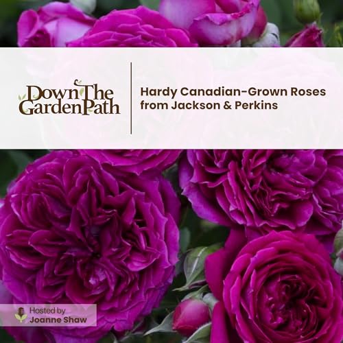 Hardy Canadian-Grown Roses from Jackson & Perkins