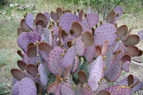 Purple Cactus - 3 Prickly Pear Pads - Opuntia Santa-Rita (Traditional)