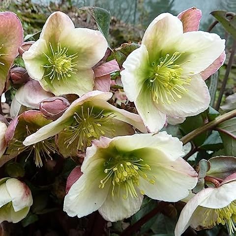 Helleborus Winter Moonbeam Shade Loving Plant Cover