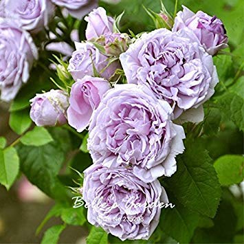 Vistaric 100pcs Purple Climbing Rose Seeds Japanese Rose