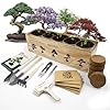 Bonsai Tree Kit 5 X Unique Japanese Bonsai Trees Include Bonsai Tree Seeds Tools Complete Indoor Bonsai Starter Kit for Growing Bonsai Plants Gardening Gifts for Women Men