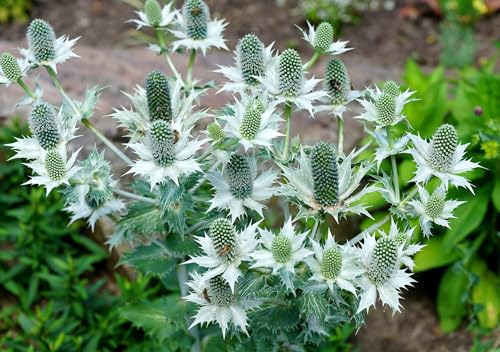 Silber-Edeldistel Eryngium giganteum 20 Samen