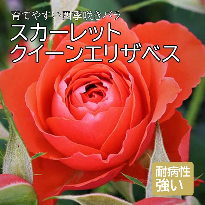 Amazon.co.jp: バラ 苗 スカーレットクイーンエリザベス 育てやすい 