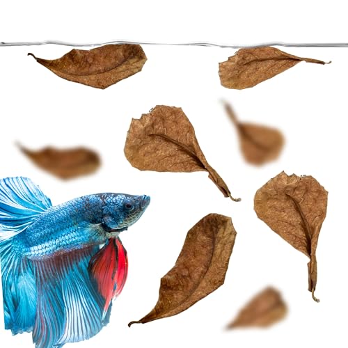 JOR 40 Pack Catappa Indian Almond Leaves for Fish Aquarium Tank, Betta/Shrimp Water Conditioner Leaves, Almond Leaf Boosts Immunity, Reduce Stress, Create Natural Habitat, Loved by All Tropical Fish