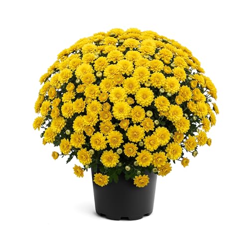 Live Flowering Hardy Chrysanthemum - Yellow - Colorful Fall Mums - 15' Tall by 12' Wide in 3 Qt Pot