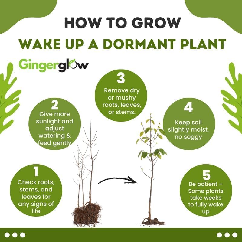 10 Red Osier Dogwood Tree Live Plant | 1-2ft Bare Root Seedlings | Low Maintenance Native Shrub | Well-Rooted Plant for Rain Gardens and Borders