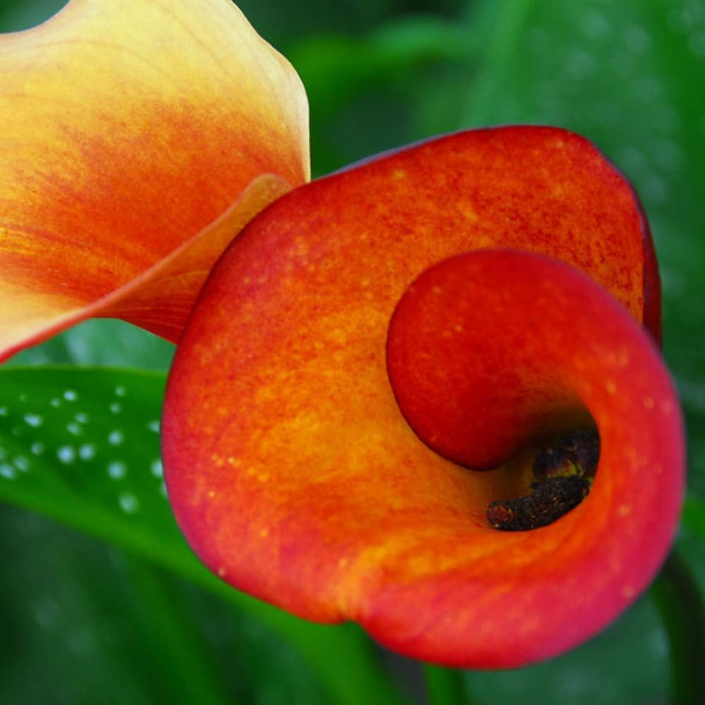 FLAME - Calla Lily Bulb - Great Yellow/Orange Variety
